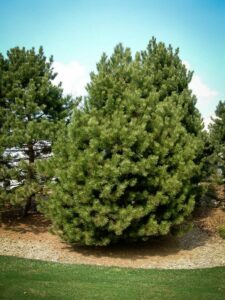 Сосна Чёрная (Pinus Nigra) купить по цене от 270.00р. в интернет-магазине «Посадика» с доставкой почтой в в Азнакаево и по всей России – [изображение №1].