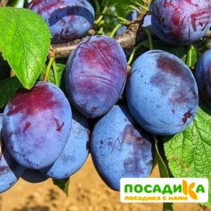 Слива Чачакская ранняя купить по цене от 229.00р. в интернет-магазине «Посадика» с доставкой почтой в в Азнакаево и по всей России – [изображение №1].