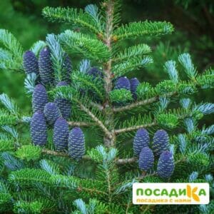 Пихта корейская (Abies koreana) купить по цене от 450.00р. в интернет-магазине «Посадика» с доставкой почтой в в Азнакаево и по всей России – [изображение №1].