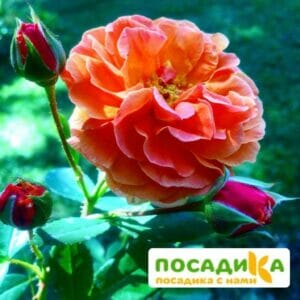 Роза Арабия купить по цене от 350.00р. в интернет-магазине «Посадика» с доставкой почтой в в Азнакаево и по всей России – [изображение №1].