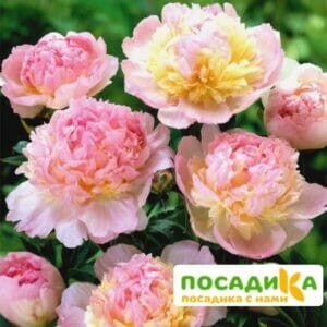 Пион Распберри Сандей (Paeonia Raspberry Sundae) купить по цене от 959р. в интернет-магазине «Посадика» с доставкой почтой в в Азнакаево и по всей России – [изображение №1].