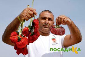 Клубника Гигант Джорнея купить по цене от 266р. в интернет-магазине «Посадика» с доставкой почтой в в Азнакаево и по всей России – [изображение №1].