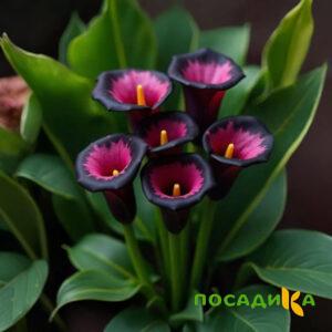 Калла Аура Лейс купить по цене от 400р. в интернет-магазине «Посадика» с доставкой почтой в в Азнакаево и по всей России – [изображение №1].