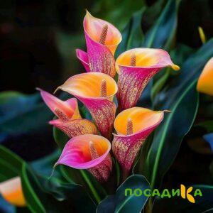 Калла Оникс купить по цене от 450р. в интернет-магазине «Посадика» с доставкой почтой в в Азнакаево и по всей России – [изображение №1].