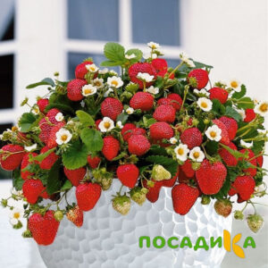 Клубника Рубиновый Шепот (горшечная) купить по цене от 240р. в интернет-магазине «Посадика» с доставкой почтой в в Азнакаево и по всей России – [изображение №1].