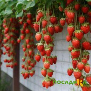 Клубника вьющаяся Комплимент купить по цене от 470р. в интернет-магазине «Посадика» с доставкой почтой в в Азнакаево и по всей России – [изображение №1].