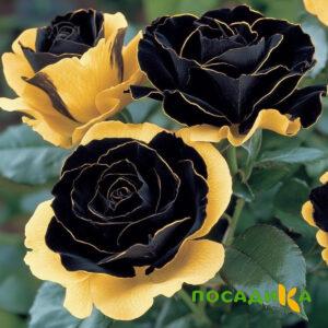 Роза Ханни Сикл купить по цене от 700р. в интернет-магазине «Посадика» с доставкой почтой в в Азнакаево и по всей России – [изображение №1].