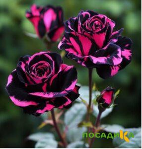 Роза Багровый Шепот купить по цене от 366р. в интернет-магазине «Посадика» с доставкой почтой в в Азнакаево и по всей России – [изображение №1].