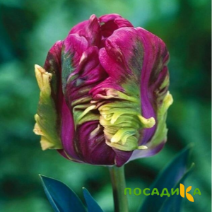 Тюльпан Экзотик Хэвен купить по цене от 186р. в интернет-магазине «Посадика» с доставкой почтой в в Азнакаево и по всей России – [изображение №1].